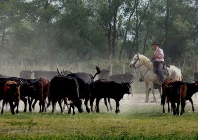 La manade des vaches